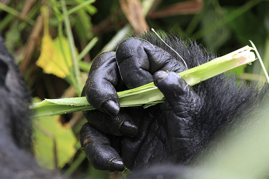 Die Gorilla Hand zeugt von der menschlichen Abstammung