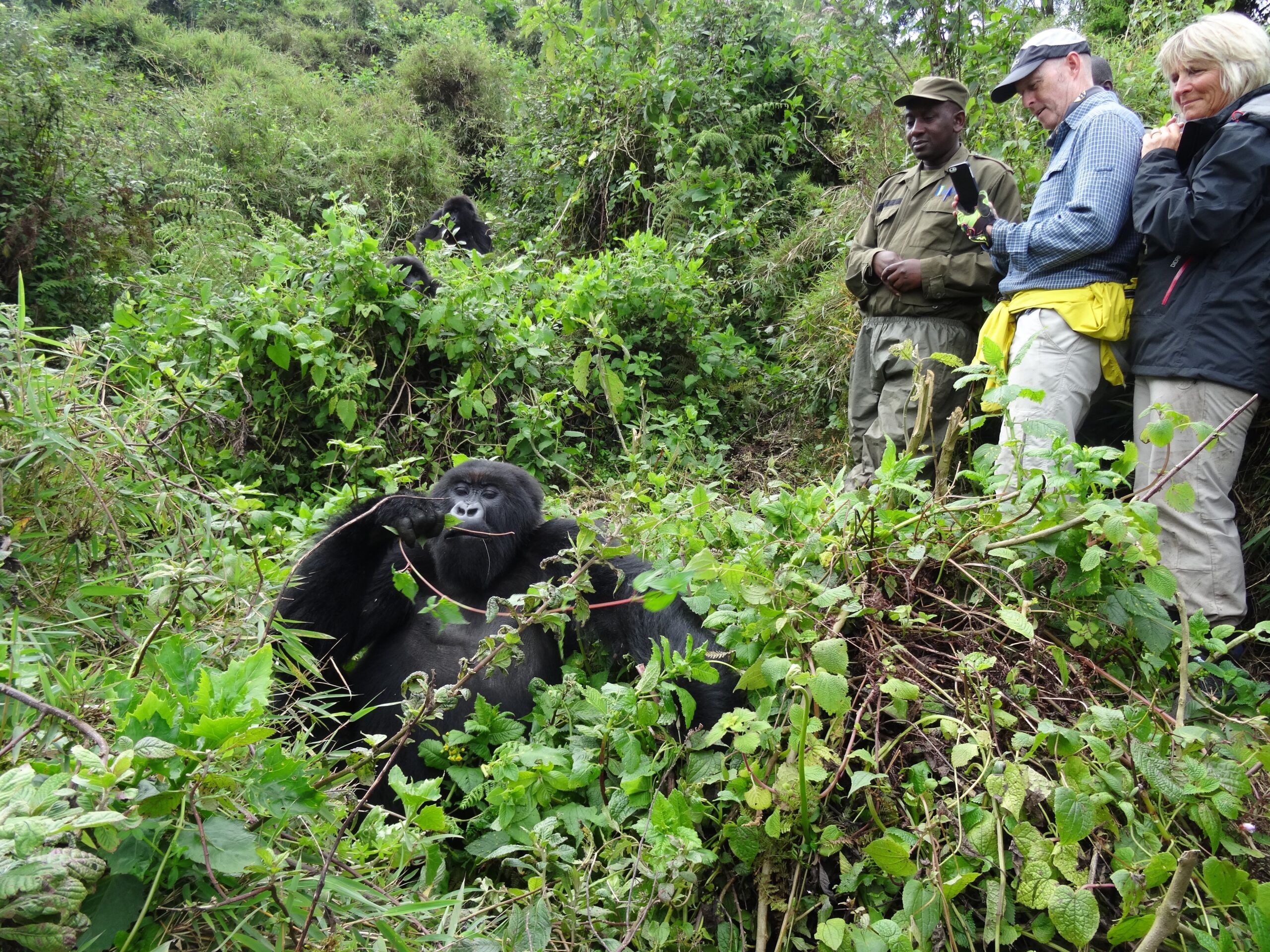 Eine Gorilla Trekking Safari in Uganda ist eine weltweit einzigartige Lebenserfahrung.